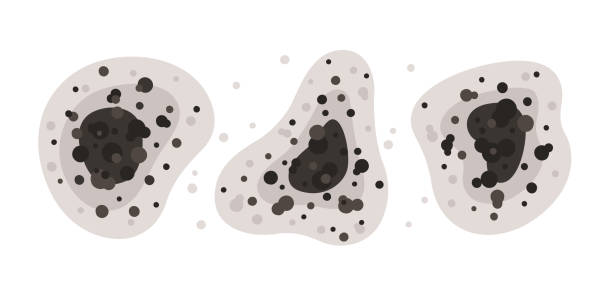 Best Air Quality Testing for Mold Spores  in Longwood, FL