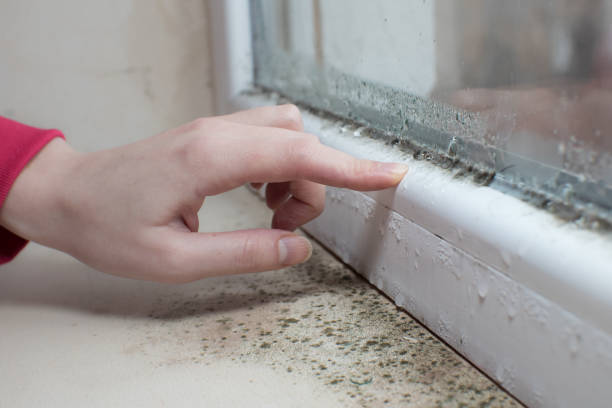Best Black Mold Removal  in Longwood, FL