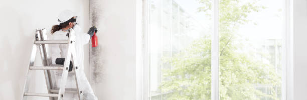 Best Environmental Consulting for Mold Prevention  in Longwood, FL